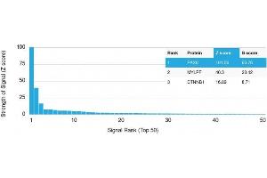 Analysis of Protein Array containing >19,000 full-length human proteins using PAX8 Mouse Monoclonal Antibody (PAX8/1492) Z- and S- Score: The Z-score represents the strength of a signal that a monoclonal antibody (MAb) (in combination with a fluorescently-tagged anti-IgG secondary antibody) produces when binding to a particular protein on the HuProtTM array.