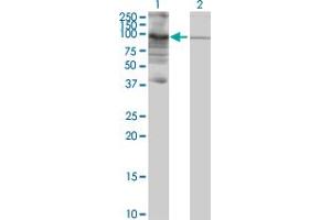 Western Blot analysis of PIWIL3 expression in transfected 293T cell line by PIWIL3 MaxPab polyclonal antibody.