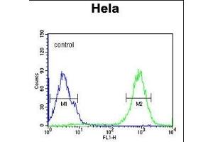 SPT13 Antibody (Center) (ABIN651695 and ABIN2840364) flow cytometric analysis of Hela cells (right histogram) compared to a negative control cell (left histogram). (SPATA13 anticorps  (AA 204-232))