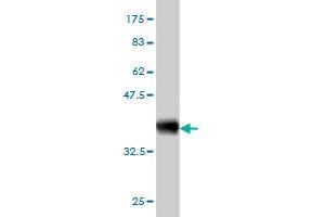 Western Blot detection against Immunogen (36. (HTRA2 anticorps  (AA 359-458))