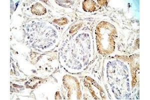 Human adrenal medullary tissue was stained by Rabbit Anti-Vasostatin (17-76)  (Human) Antibody (Vasostatin I (AA 17-76) anticorps)