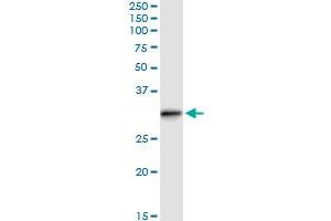 anti-RAB, Member of RAS Oncogene Family-Like 2B (RABL2B) (AA 1-229) antibody