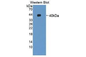 Western blot analysis of recombinant Human GHRH. (GHRH anticorps  (AA 19-108))