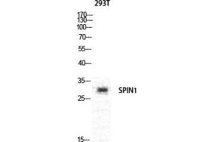 Western Blot (WB) analysis of specific cells using Spindlin-1 Polyclonal Antibody. (Spindlin 1 anticorps  (Internal Region))