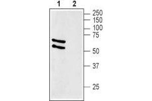 Western blot analysis of rat liver membranes: - 1. (SLC2A2 anticorps  (C-Term, Intracellular))