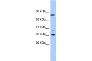 Western Blotting (WB) image for anti-DnaJ (Hsp40) Homolog, Subfamily C, Member 24 (DNAJC24) antibody (ABIN2463559) (DNAJC24 anticorps)