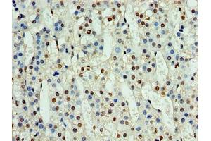 Immunohistochemistry of paraffin-embedded human adrenal gland tissue using ABIN7161152 at dilution of 1:100 (NPHP1 anticorps  (AA 1-109))