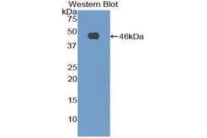 Western Blotting (WB) image for anti-Fibrillin 1 (FBN1) (AA 81-236) antibody (ABIN1173265) (Fibrillin 1 anticorps  (AA 81-236))