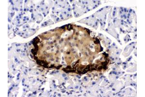 Anti- GLP1 Picoband antibody, IHC(P) IHC(P): Rat Pancreas Tissue (Glucagon anticorps  (N-Term))