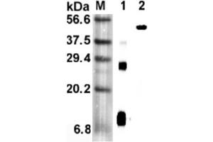 Western blot analysis using anti-RELM-α (mouse), mAb (MREL 127)  at 1:5'000 dilution. (RELM alpha anticorps)