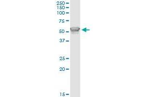 Immunoprecipitation of PIK3R1 transfected lysate using anti-PIK3R1 monoclonal antibody and Protein A Magnetic Bead , and immunoblotted with PIK3R1 monoclonal antibody.