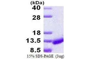 Image no. 1 for Caspase Recruitment Domain-Containing Protein 18 (ICEBERG) (CARD18) protein (His tag) (ABIN6386919) (CARD18 Protein (His tag))