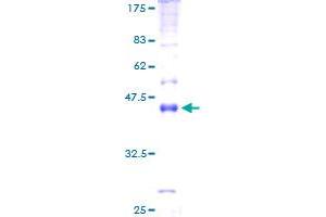 Image no. 1 for Mal, T-Cell Differentiation Protein-Like (Mall) (AA 1-153) protein (GST tag) (ABIN1310110)