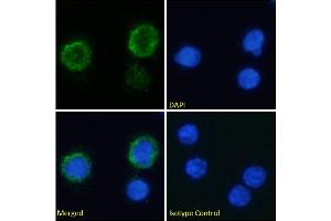 Immunofluorescence staining of fixed human peripheral blood monocytes (PBMs) with anti-C3a-receptor antibody 3G7. (Recombinant C3AR1 anticorps)