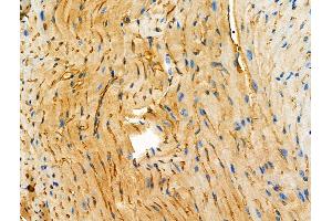 ABIN6264525 and ABIN6272534 at 1/100 staining Mouse heart tissue by IHC-P. (PTRF anticorps  (Internal Region))