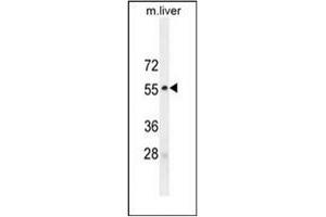 Western blot analysis of MAPK8 / JNK1 Antibody (Thr183/Tyr185) in mouse liver tissue lysates (35ug/lane). (JNK anticorps  (AA 162-199))