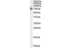 ABIN185692 (1µg/ml) staining of Human Liver lysate (35µg protein in RIPA buffer).