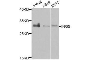 Western blot analysis of extracts of various cell lines, using ING5 antibody. (ING5 anticorps)