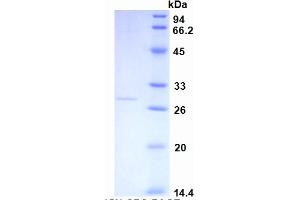 SDS-PAGE of Protein Standard from the Kit (Highly purified E.