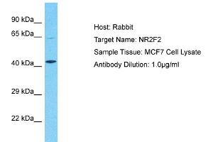 Host:  Rabbit  Target Name:  NR2F2  Sample Type:  MCF7 Whole Cell lysates  Antibody Dilution:  1. (NR2F2 anticorps  (N-Term))