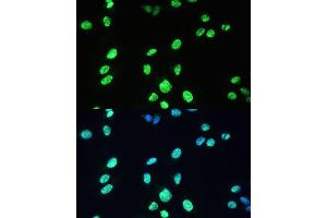 Immunofluorescence analysis of U-2 OS cells using U/U/DDX39B Polyclonal Antibody (ABIN6132226, ABIN6139492, ABIN6139493 and ABIN6224384) at dilution of 1:100 (40x lens).