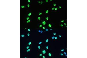 Immunofluorescence analysis of U-2 OS cells using U/U/DDX39B Polyclonal Antibody (ABIN6132226, ABIN6139492, ABIN6139493 and ABIN6224384) at dilution of 1:100 (40x lens). (DDX39B anticorps  (AA 319-428))