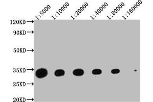 Western Blot Positive WB detected in: Hela whole cell lysate at 20 μg, 10 μg, 5 μg, 2. (14-3-3 zeta anticorps  (AA 133-212))