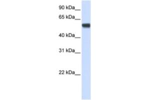 Western Blotting (WB) image for anti-Splicing Factor 3a, Subunit 3, 60kDa (SF3A3) antibody (ABIN2462228) (SF3A3 anticorps)