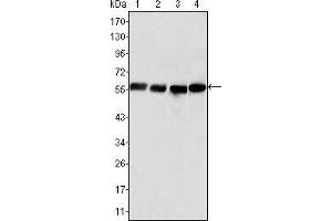 Western blot analysis using Vimentin mouse mAb against Hela (1), COS (2), HEK293 (3) and U20S (4) cell lysate. (Vimentin anticorps  (AA 2-466))
