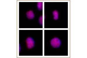GATA-6 antibody (pAb) tested by immunofluorescence.