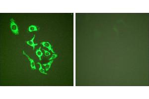 Peptide - +Immunofluorescence analysis of HepG2 cells, using HSP60 antibody (#C0233). (HSPD1 anticorps)