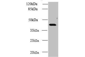 Western blot All lanes: NME7 antibody at 12 μg/mL + Mouse liver tissue Secondary Goat polyclonal to rabbit IgG at 1/10000 dilution Predicted band size: 43, 39 kDa Observed band size: 43 kDa (NME7 anticorps  (AA 1-150))