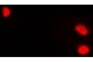 Immunofluorescent analysis of Lsh staining in A549 cells.