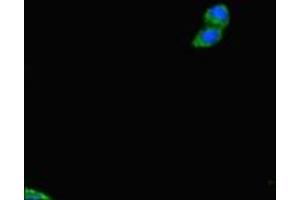 Immunofluorescent analysis of HepG2 cells using ABIN7159837 at dilution of 1:100 and Alexa Fluor 488-congugated AffiniPure Goat Anti-Rabbit IgG(H+L) (PLD6 anticorps  (AA 1-252))