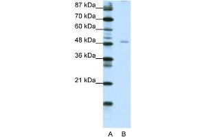 WB Suggested Anti-NFIB Antibody Titration:  1.