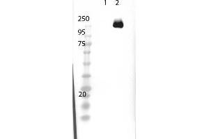 Western Blot of Rabbit Anti-Cas9 Antibody - Western Blot of Rabbit Anti-Cas9 Antibody. (CRISPR-Cas9 (C-Term) anticorps (DyLight 488))