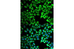 Immunofluorescence (IF) image for anti-Chromosome 10 Open Reading Frame 2 (C10ORF2) antibody (ABIN1876491) (C10orf2 anticorps)