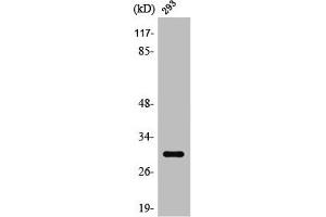 Western Blot analysis of 293 cells using Rab 34 Polyclonal Antibody (RAB34 anticorps  (C-Term))