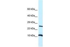 Image no. 1 for anti-Vesicle-Associated Membrane Protein 8 (Endobrevin) (VAMP8) (AA 30-79) antibody (ABIN6747343) (VAMP8 anticorps  (AA 30-79))