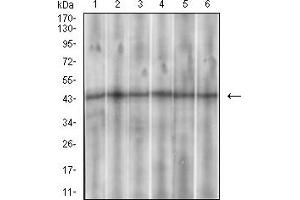 Fig. (SSTR3 anticorps  (AA 1-43))