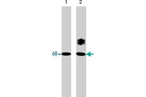 Western blot analysis of A-431 cells (20 ug/lane) serum starved overnight. (Paxillin anticorps  (pSer178))