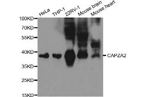 Western blot analysis of extracts of various cell lines, using CAPZA2 antibody (ABIN5971085) at 1/1000 dilution. (CAPZA2 anticorps)