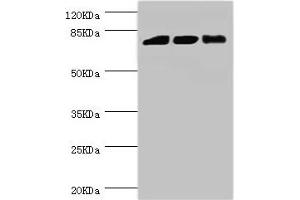 Western blot All lanes: DGKA antibody at 6. (DGKA anticorps  (AA 1-200))