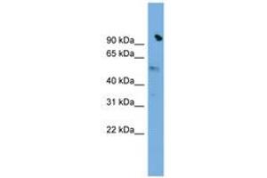 Image no. 1 for anti-Solute Carrier Family 25 (Mitochondrial Carrier, Phosphate Carrier), Member 25 (SLC25A25) (AA 35-84) antibody (ABIN6744762)