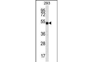 Western blot analysis in 293 cell line lysates (35ug/lane). (ATP6V1B1 anticorps  (C-Term))