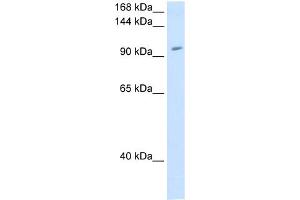 WB Suggested Anti-RNF40 Antibody Titration:  1. (RNF40 anticorps  (C-Term))