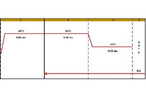 Polymerase Chain Reaction (PCR) image for Interferon gamma (IFNG) IQ-ELISA Kit (ABIN5680028)