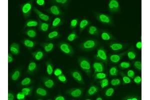 Immunofluorescence analysis of A549 cells using POLR2J antibody. (POLR2J anticorps)
