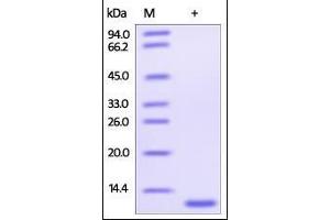 Human Glutaredoxin 1, His Tag on SDS-PAGE under reducing (R) condition. (Glutaredoxin 1 Protein (GRX1) (AA 1-106) (His tag))