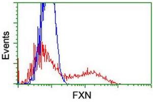 HEK293T cells transfected with either RC204880 overexpress plasmid (Red) or empty vector control plasmid (Blue) were immunostained by anti-FXN antibody (ABIN2455528), and then analyzed by flow cytometry. (Frataxin anticorps)